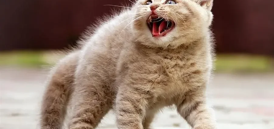 10 reasons why your cat hisses