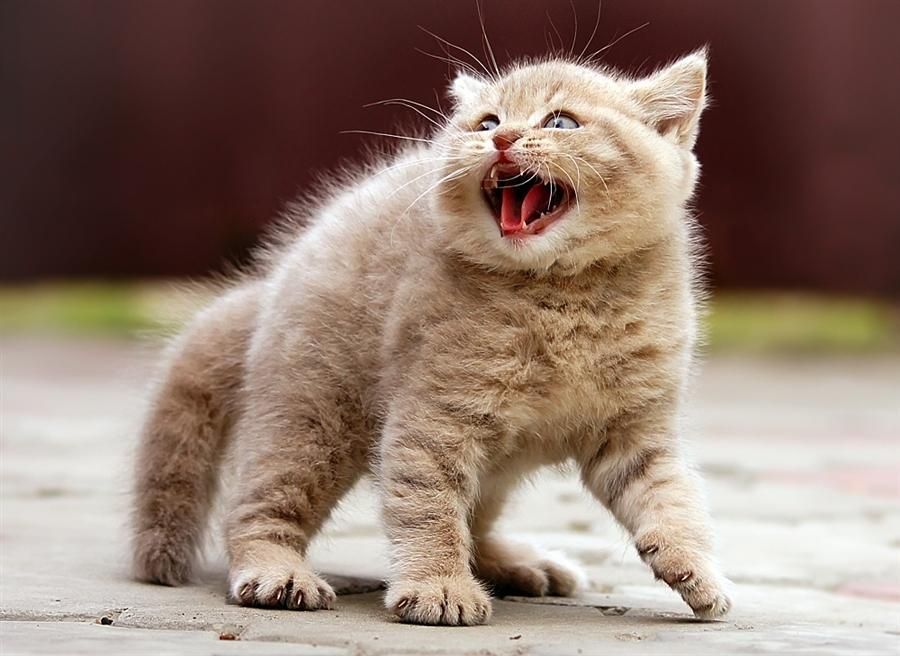 10 reasons why your cat hisses