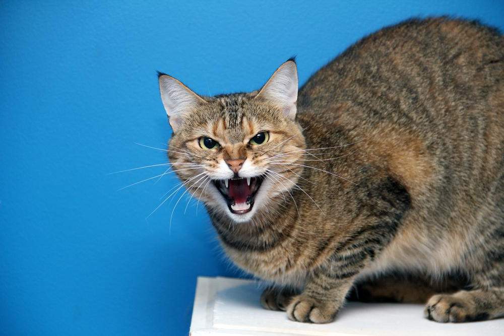 10 reasons why your cat hisses