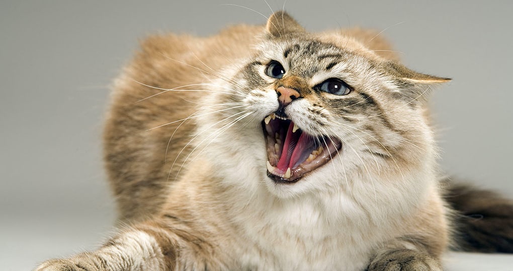 10 reasons why your cat hisses