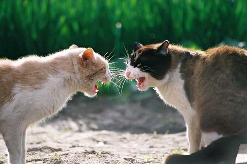 10 reasons why your cat hisses