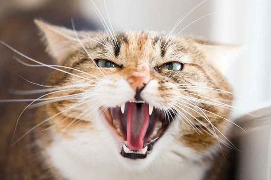 10 reasons why your cat hisses