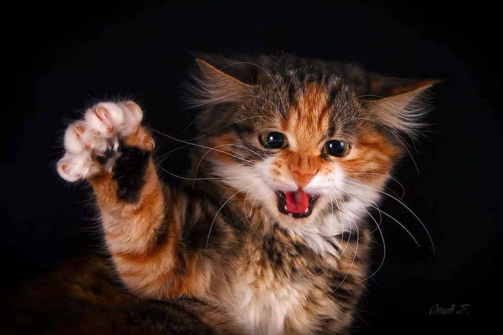 10 reasons why your cat hisses