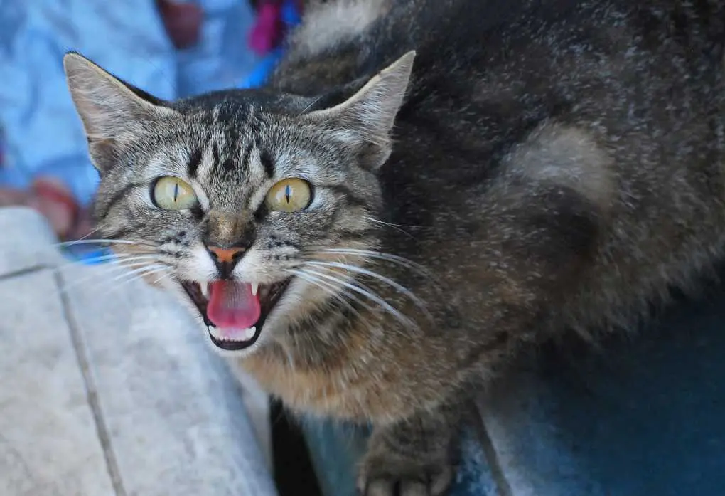 10 reasons why your cat hisses