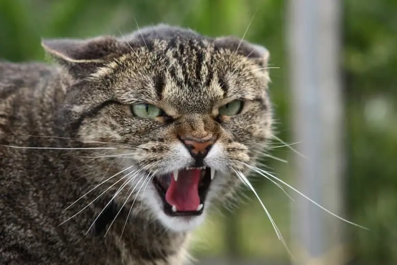 10 reasons why your cat hisses