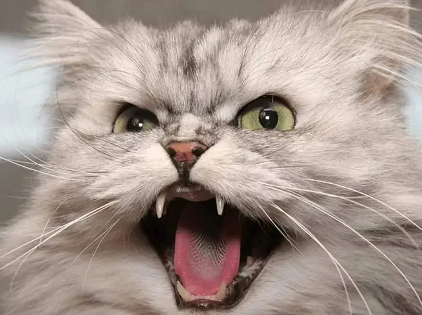 10 reasons why your cat hisses