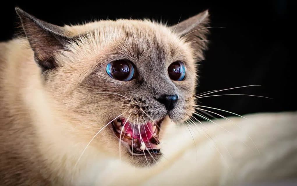 10 reasons why your cat hisses