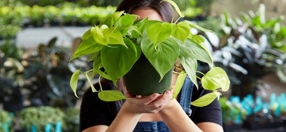 10 rules for choosing and placing plants in the house