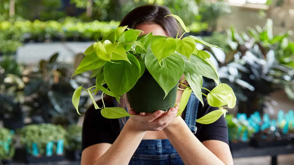 10 rules for choosing and placing plants in the house