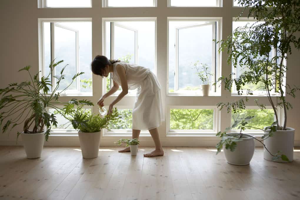 10 rules for choosing and placing plants in the house