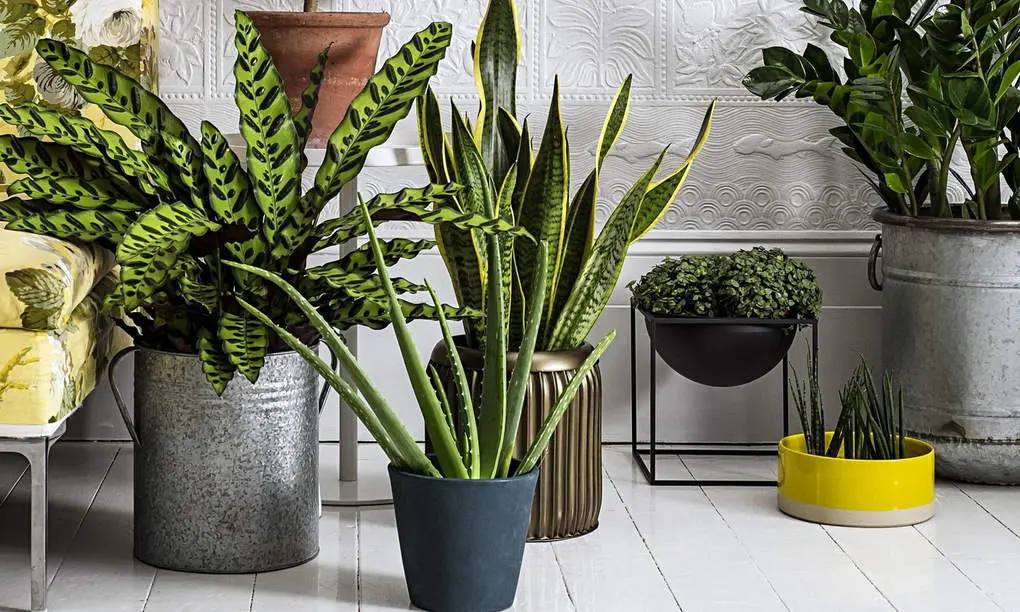 10 rules for choosing and placing plants in the house