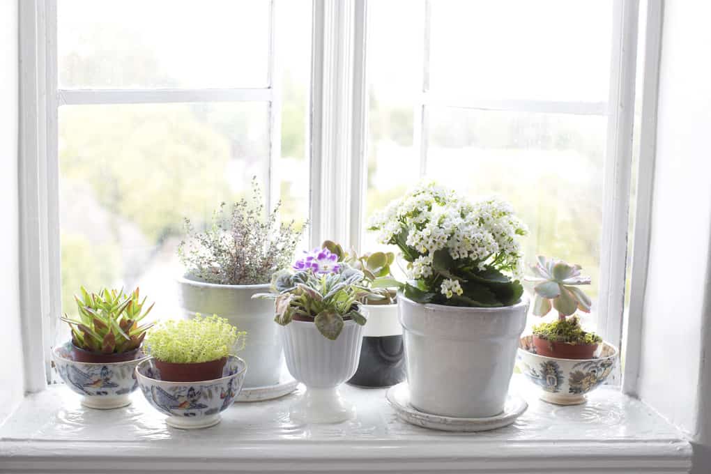 10 rules for choosing and placing plants in the house