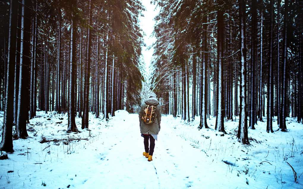 10 rules for survival in the forest in winter