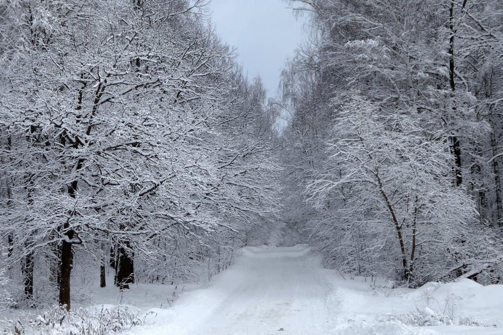 10 rules for survival in the forest in winter