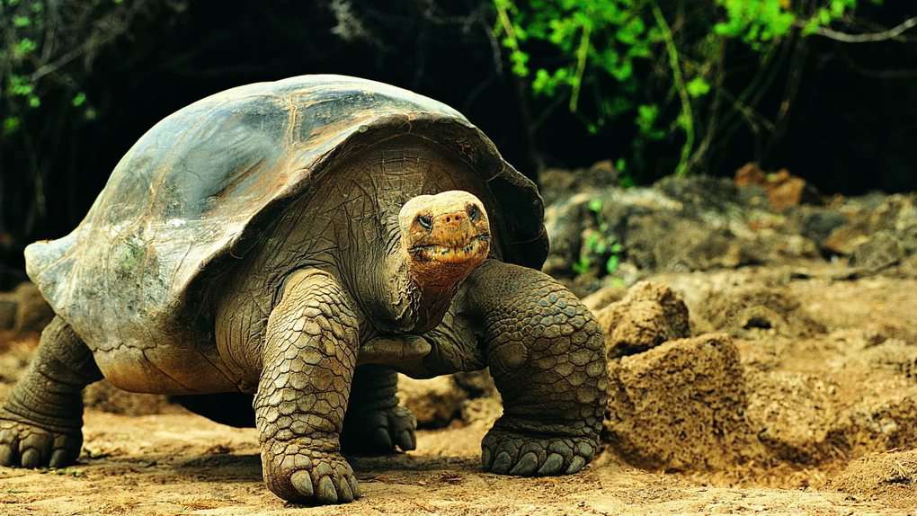 10 slowest animals in the world