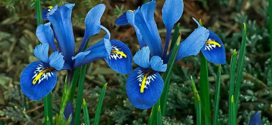 10 very first spring flowers