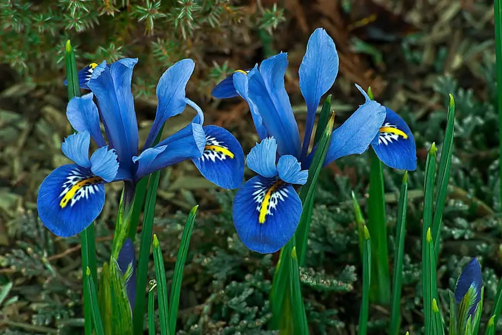 10 very first spring flowers