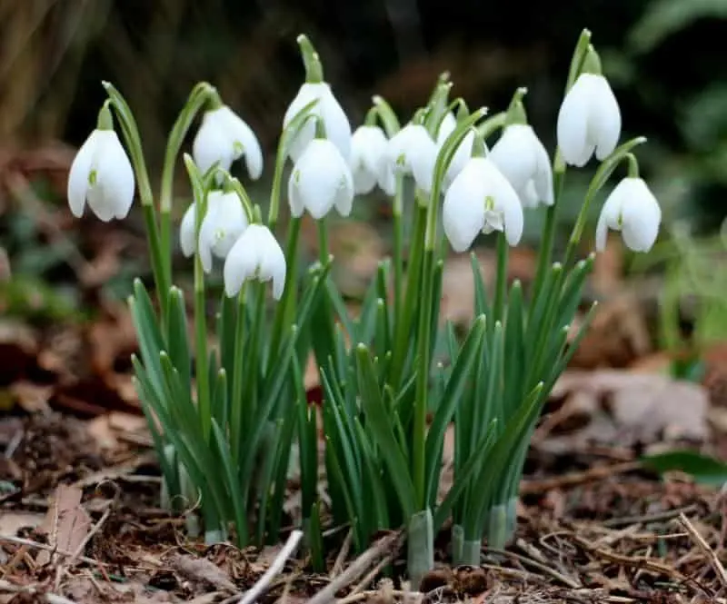 10 very first spring flowers