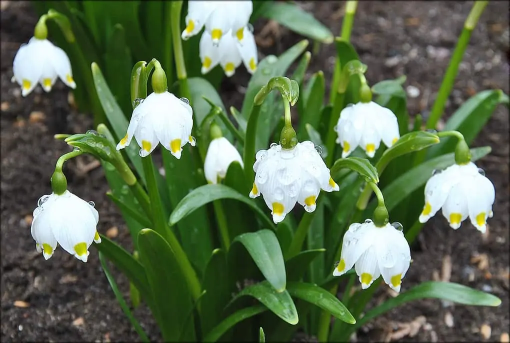 10 very first spring flowers