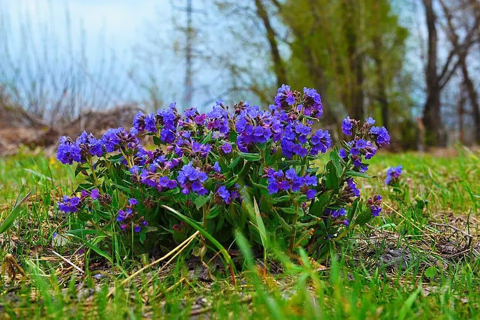 10 very first spring flowers