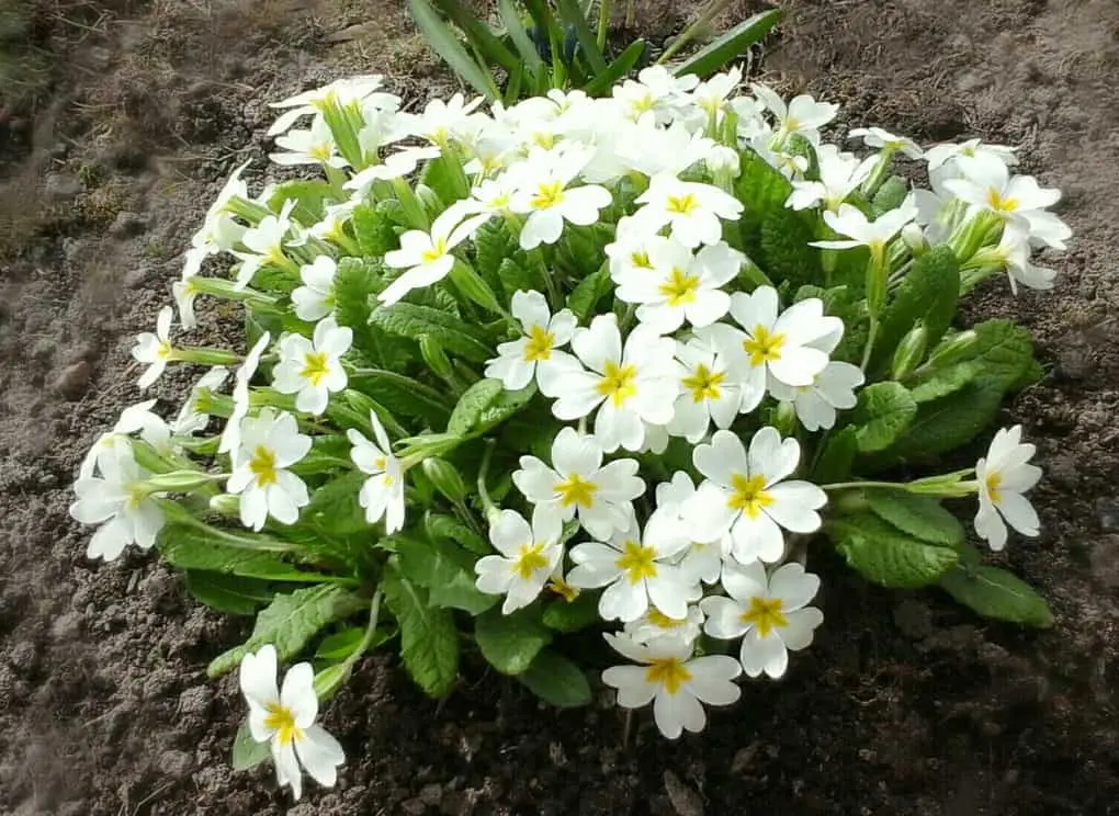 10 very first spring flowers