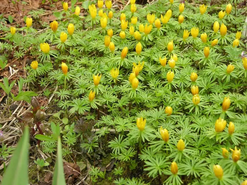 10 very first spring flowers