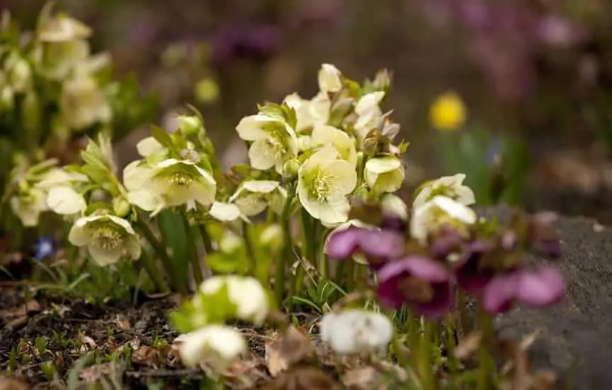 10 very first spring flowers