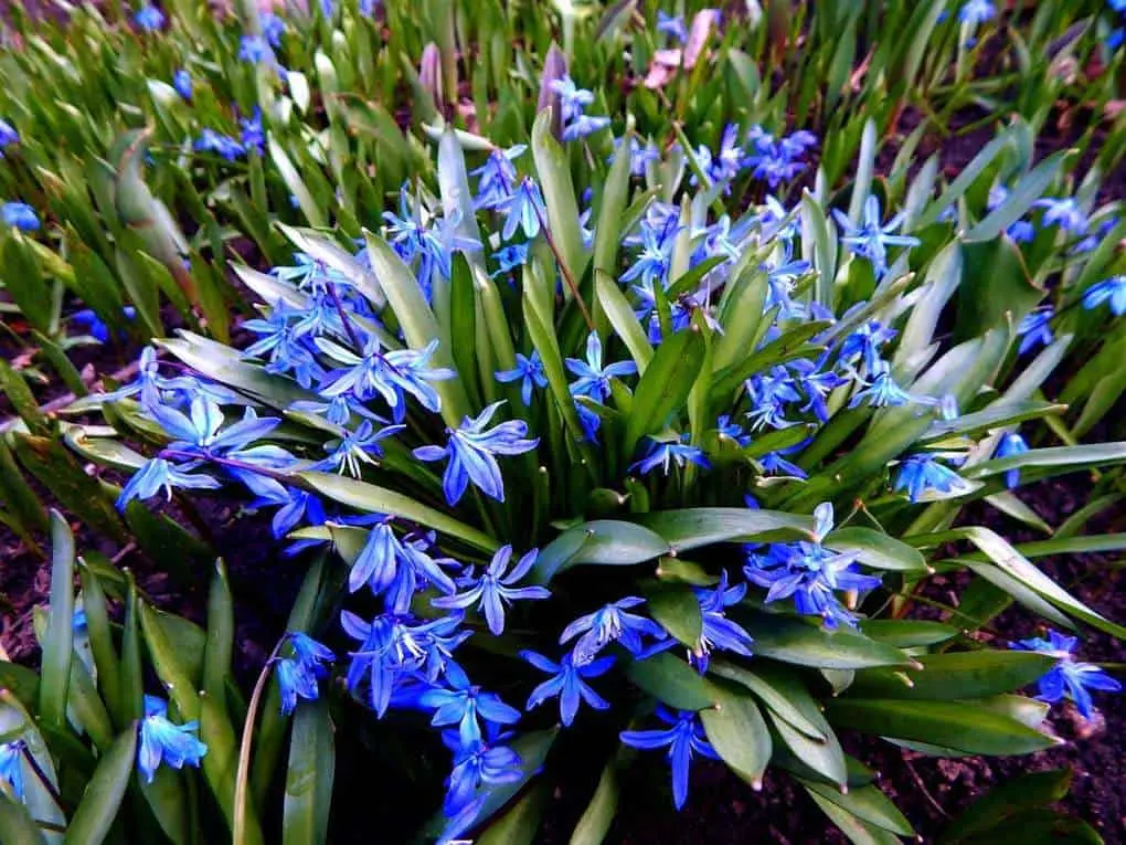 10 very first spring flowers