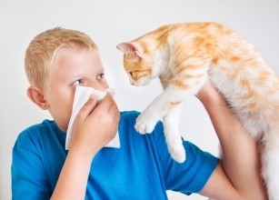 Un amicu felinu contra l'allergii