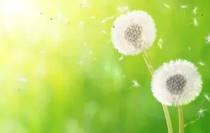 A must-have for every allergy sufferer - a pollen calendar