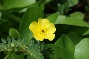 A natural booster in the service of masculinity. Terrestrial mace and potency