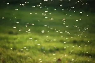 A way to grill without mosquitoes