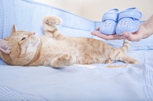 ABC of pregnancy planning: find out what toxoplasmosis is