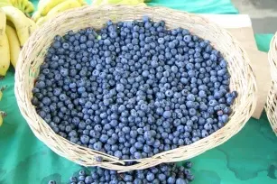 Acai berries &#8211; discover slimming and healing properties.