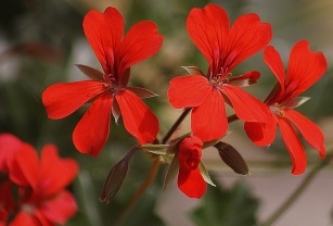 African geranium and its healing properties