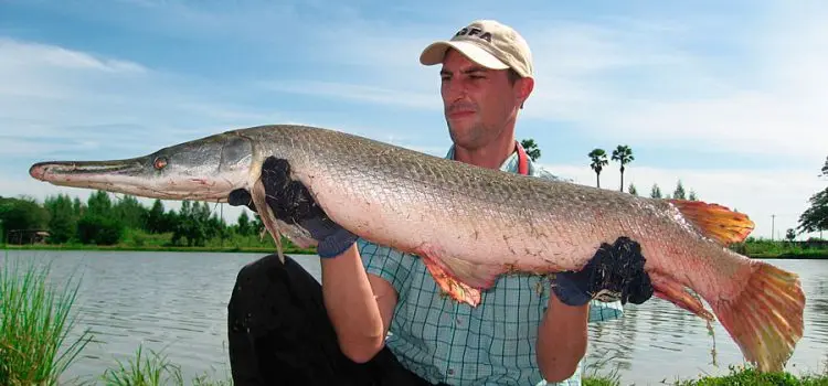 Alligator pike: description, habitat, fishing