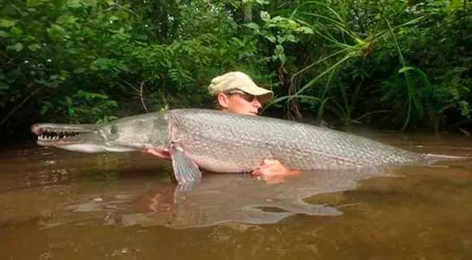 Alligator pike: description, habitat, fishing