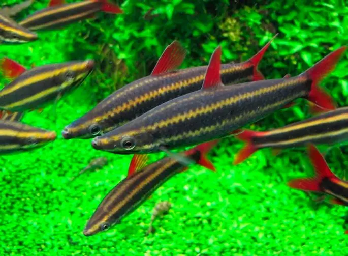 Anostomus: description, maintenance and care in the aquarium, compatibility