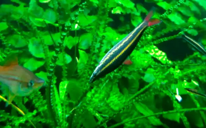 Anostomus: description, maintenance and care in the aquarium, compatibility