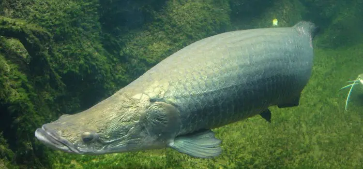 Arapaima: a description of the fish with a photo, what it eats, how long it lives