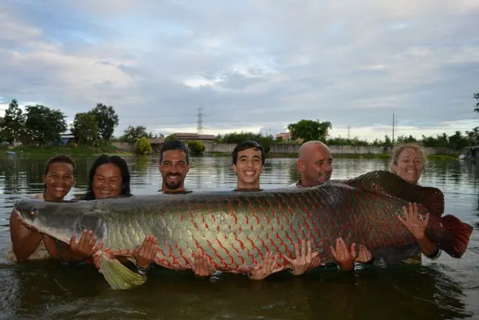 Arapaima: a description of the fish with a photo, what it eats, how long it lives