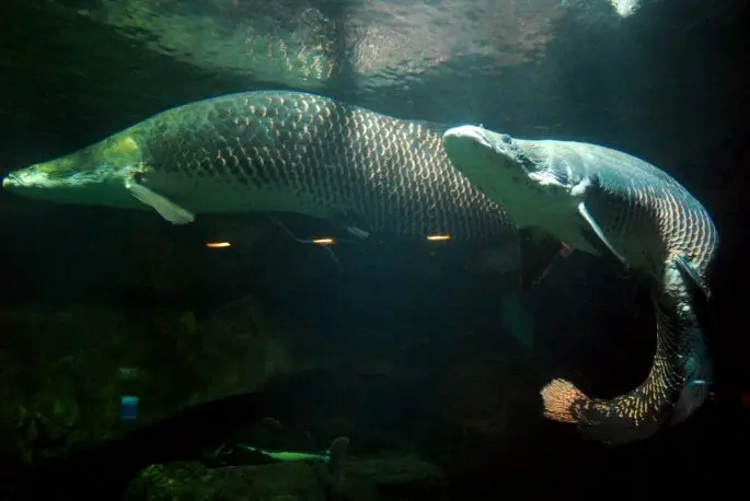 Arapaima: a description of the fish with a photo, what it eats, how long it lives