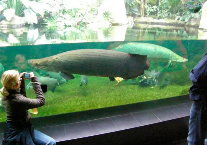 Arapaima: a description of the fish with a photo, what it eats, how long it lives