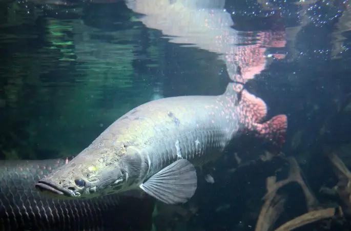 Arapaima: a description of the fish with a photo, what it eats, how long it lives