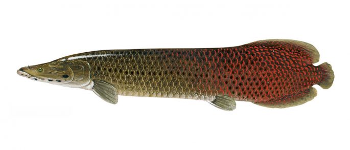 Arapaima: a description of the fish with a photo, what it eats, how long it lives