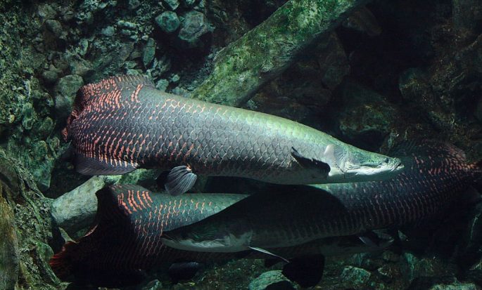 Arapaima: a description of the fish with a photo, what it eats, how long it lives