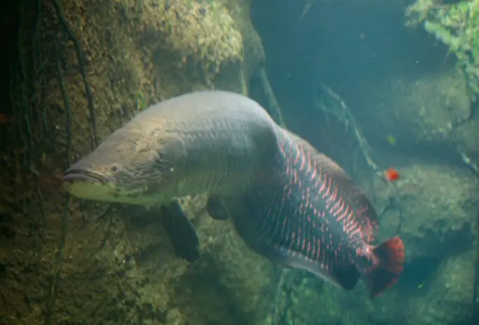 Arapaima: a description of the fish with a photo, what it eats, how long it lives