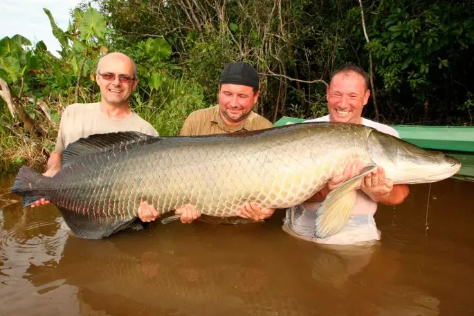 Arapaima: a description of the fish with a photo, what it eats, how long it lives