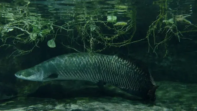 Arapaima: a description of the fish with a photo, what it eats, how long it lives