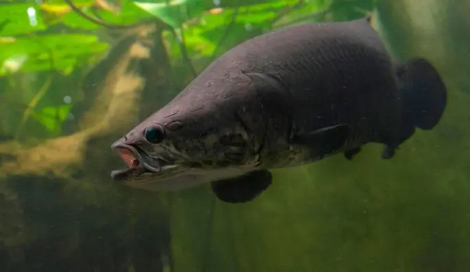 Arapaima: a description of the fish with a photo, what it eats, how long it lives